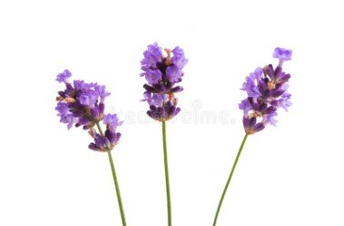 Lavanda